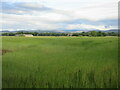 NO6467 : Barley field near Inverury Wood by Scott Cormie