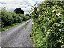 H4772 : Wild roses along Ballinamullan Road by Kenneth  Allen
