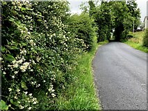 H4772 : Privet hedge along Riverview Road by Kenneth  Allen