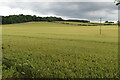 Wheatfield climbing up to Markham