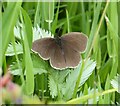 NU2516 : Ringlet butterfly by Russel Wills