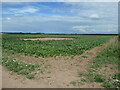 SK9751 : Sugar beet field, Leadenham Heath by Christine Johnstone