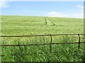 Barley, Bladnoch