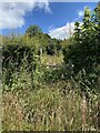 Overgrown wooden stile