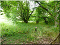 TG2219 : No entry wildlife area Bluebell Wood Burial Park by David Pashley
