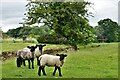 Fawsley: Sheep grazing by the track to St. Mary