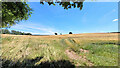 Wheat field at Leddington, 2022