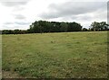 Grass field near Cade