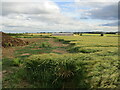 Barley field and barn off Horsemoor Lane, Hemingby