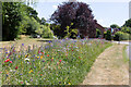 Wild flower planting on Church Lane