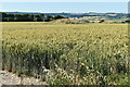 ST9913 : Crop field with tumuli near the summit of Gussage Hill by David Martin