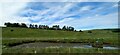 Pond beside the railway at Little Bogburn, Drumlithie