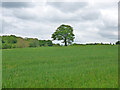 Tree in field west of Burnt Farm