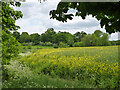 Farmland near Theobalds Manor