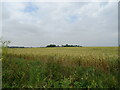 Cereal crop off Ratcliffe Highway, St Mary Hoo