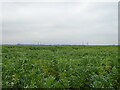 Crop field off Christmas Lane