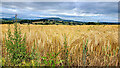 Barley field and great view, 2