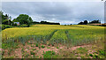 Monmouthshire wheat field