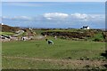 Horses near Penrhosfeilw