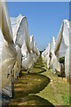 Footpath through polytunnels