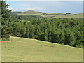 Pasture and plantation at Kirkton