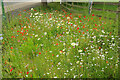 Wild flowers, Over Monnow