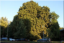 SU8987 : Huge tree on Furlong Road, Bourne End by David Howard