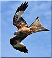 Red Kite in flight