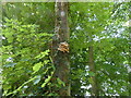 TG2623 : Fungi on tree trunk by David Pashley