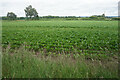 Leafy crop near Top Wighay Farm