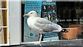 Seagull on car - near Rye Library