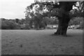 Trees in field by Moorgrove Wood