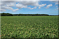 Sugar beet field