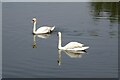 SO5239 : Mute swans on the River Wye by Philip Halling