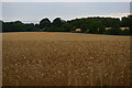 View across wheatfields to the southern Kiln Lane level crossing