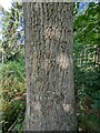 TF0820 : Bark of an Oak tree by Bob Harvey