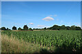 TG0934 : Maize field by Rectory Road by Hugh Venables