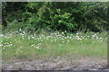 Daisies by the A505, Duxford