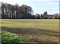 Field and distant trees, Llanover, Monmouthshire