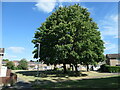 Clump of trees in Shaftesbury Lake Park