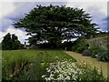 SP5750 : The Cedar of Lebanon at Canons Ashby by Steve Daniels