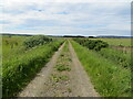 Fence enclosed farm track near to Tain of Olrig