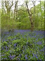 Bluebells in Burleigh Wood (2)