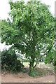 Tree on Woodside Road, Lower Woodside