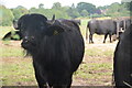 Buffalo close up