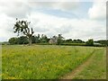 Field with lone tree at Bilton Mill