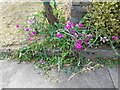 Sweet peas on Gurney Drive, Hampstead Garden Suburb 