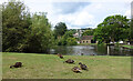 Ducks at East Riddlesden Hall