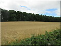 Barley field next to the A90