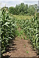 Path through sweetcorn field, near Poole House Farm